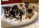 Find a Charming Chihuahua Puppy Near Me							