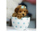 Teacup Poodle For Sale Special Offer On All Our Available Puppies